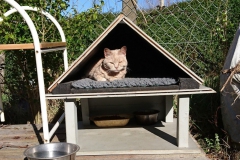 Feral Cat Shelters