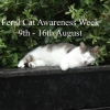 FCI Feral Cat Awareness Week 2014