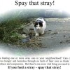 FCI Spay that Stray