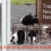 FCI The Humane Effective Solution