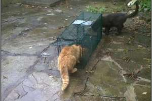 Handling & Restraint