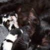 Kitten Development Day 1