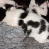 Kitten Development Day 1