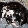 Kitten Development Day 1
