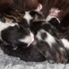Kitten Development Day 1