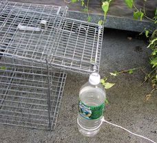 Bottle-and-string manual box trap