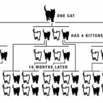 Cat multiplication pyramid