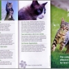 Feral Cats Ireland Flyer