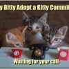 Itty Bitty Adopt a Kitty Committee