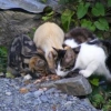Ferals Feeding