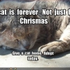 A Cat is Forever Not Just For Christmas