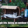 A Rough Life Being an Outdoor Kitteh