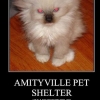 Amityville Pet Shelter