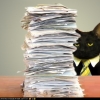 Business cat paperwork