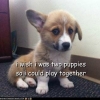 I wish I was two puppies