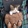 Little Known Scottish Kittens of War