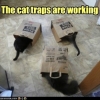 The cat traps are working