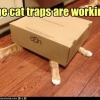 The cat traps are working