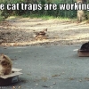 The cat traps are working