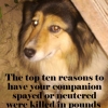 Top Ten Reasons to Neuter