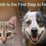 No-birth is the first step to No-kill