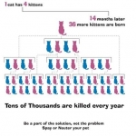 Two cats twelve months later