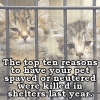 Top Ten Reasons to Neuter