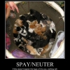 Spay Neuter