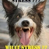 Stress