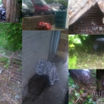 Setting Traps in Glengarriff