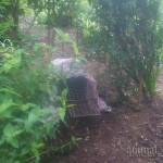 Setting Traps in Glengarriff