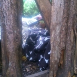 Setting Traps in Glengarriff