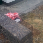 Setting Traps in Glengarriff