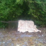 Setting Traps in Glengarriff