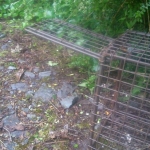 Setting Traps in Glengarriff