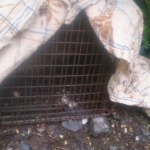 Setting Traps in Glengarriff