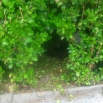 Setting Traps in Glengarriff