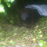 Setting Traps in Glengarriff