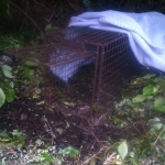 Setting Traps in Glengarriff
