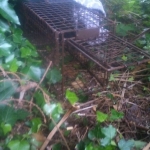 Setting Traps in Glengarriff