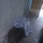 Setting Traps in Glengarriff