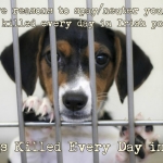 Five Dead A Day 2015