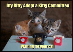 Itty Bitty Adopt a Kitty Committee